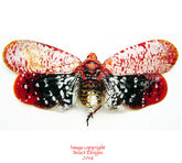 Aphaena submaculata (Thailand)